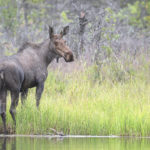 Diaporama - Alaska - Le printemps des mammifères