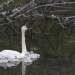 Diaporama - Alaska - Le printemps des oiseaux
