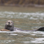 Diaporama - Alaska - Loutre de mer