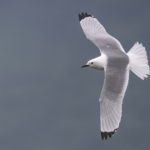 Diaporama - Alaska - Oiseaux et mammifères marins