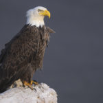 Diaporama - Alaska - Pygargue à tête blanche