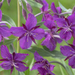 Diaporama - Alaska - Flore et végétation