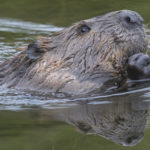 Diaporama - Alaska - Le printemps des mammifères