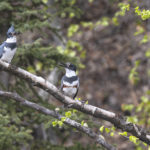 Diaporama - Alaska - Le printemps des oiseaux