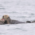 Diaporama - Alaska - Loutre de mer