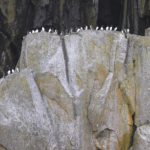 Diaporama - Alaska - Oiseaux et mammifères marins