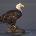 Diaporama - Alaska - Pygargue à tête blanche