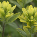 Diaporama - Alaska - Flore et végétation