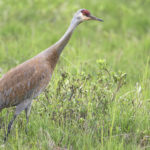 Diaporama - Alaska - Le printemps des oiseaux