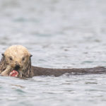 Diaporama - Alaska - Loutre de mer
