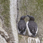 Diaporama - Alaska - Oiseaux et mammifères marins