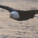 Diaporama - Alaska - Pygargue à tête blanche