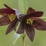 Diaporama - Alaska - Flore et végétation