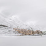 Diaporama - Alaska - Le printemps des mammifères