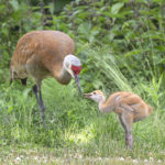 Diaporama - Alaska - Le printemps des oiseaux