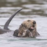 Diaporama - Alaska - Loutre de mer