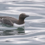 Diaporama - Alaska - Oiseaux et mammifères marins