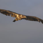 Diaporama - Alaska - Pygargue à tête blanche