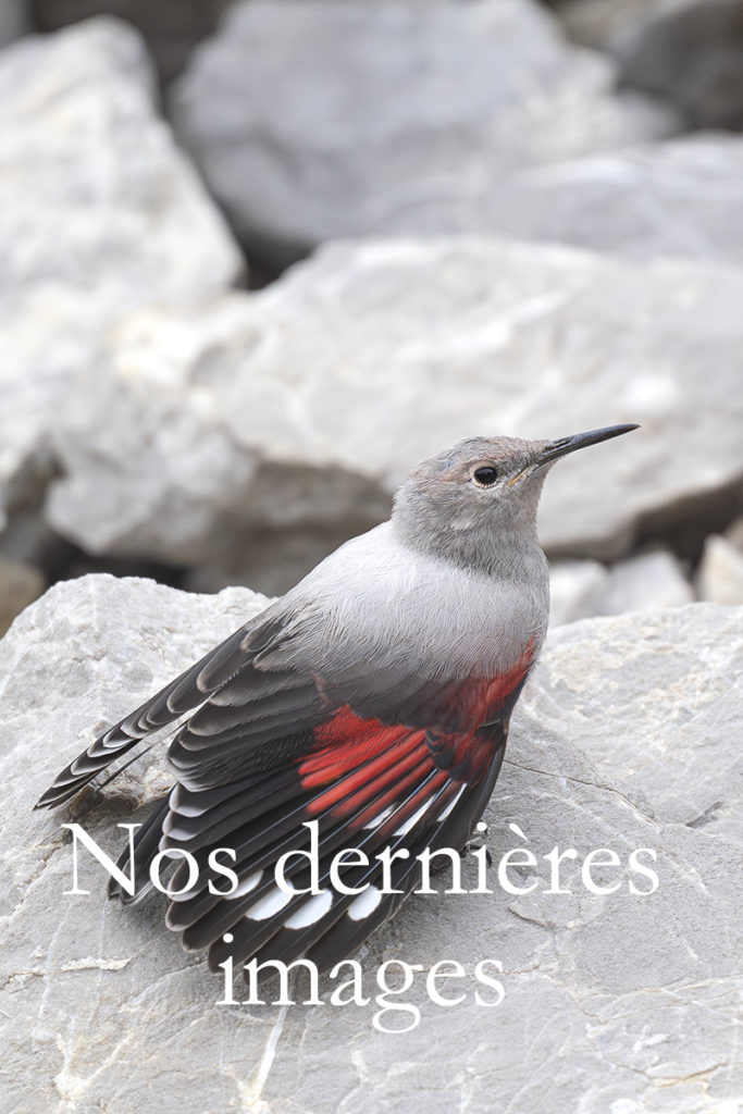 Diaporama - Nos dernières images - Couverture