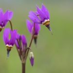 Diaporama - Alaska - Flore et végétation