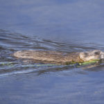 Diaporama - Alaska - Le printemps des mammifères