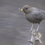 Diaporama - Alaska - Le printemps des oiseaux