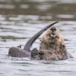 Diaporama - Alaska - Loutre de mer