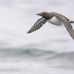 Diaporama - Alaska - Oiseaux et mammifères marins