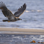 Diaporama - Alaska - Pygargue à tête blanche