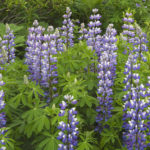 Diaporama - Alaska - Flore et végétation