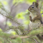 Diaporama - Alaska - Le printemps des mammifères