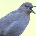 Diaporama - Alaska - Le printemps des oiseaux