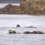 Diaporama - Alaska - Loutre de mer