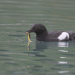 Diaporama - Alaska - Oiseaux et mammifères marins