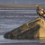 Diaporama - Alaska - Pygargue à tête blanche