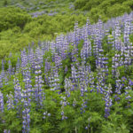 Diaporama - Alaska - Flore et végétation