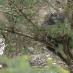 Diaporama - Alaska - Le printemps des mammifères