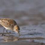 Diaporama - Alaska - Le printemps des oiseaux