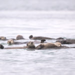 Diaporama - Alaska - Loutre de mer