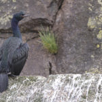 Diaporama - Alaska - Oiseaux et mammifères marins