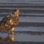 Diaporama - Alaska - Pygargue à tête blanche