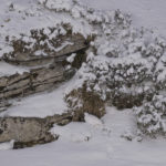 Diaporama - Lagopède alpin