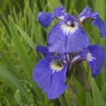 Diaporama - Alaska - Flore et végétation