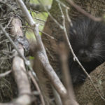 Diaporama - Alaska - Le printemps des mammifères