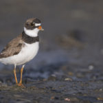 Diaporama - Alaska - Le printemps des oiseaux