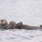 Diaporama - Alaska - Loutre de mer
