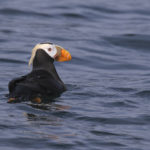 Diaporama - Alaska - Oiseaux et mammifères marins
