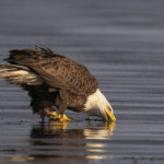 Diaporama - Alaska - Pygargue à tête blanche