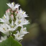 Diaporama - Alaska - Flore et végétation