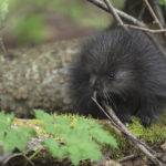 Diaporama - Alaska - Le printemps des mammifères